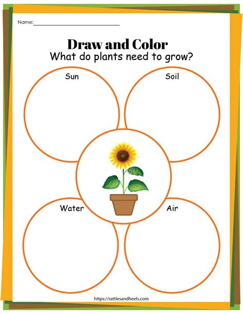 Free Printable Life Cycle Of A Flower