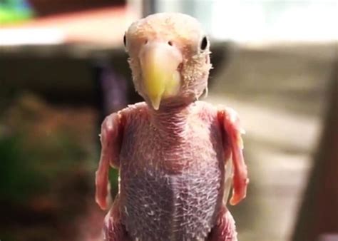 Featherless Parrot