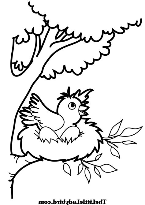 We eat certain types, like chickens and turkeys. Bird Nest Coloring Page at GetDrawings | Free download