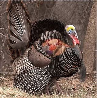 Full Draw Outdoor Productions Blog Wild Turkey Shot Placement Archery