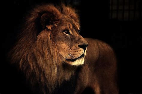 Leo The Lion Animal Cat Lion Hd Wallpaper Pxfuel
