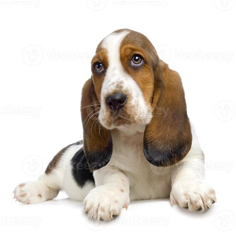 Basset Hound Puppy Hush Puppies 1386455 Stock Photo At Vecteezy