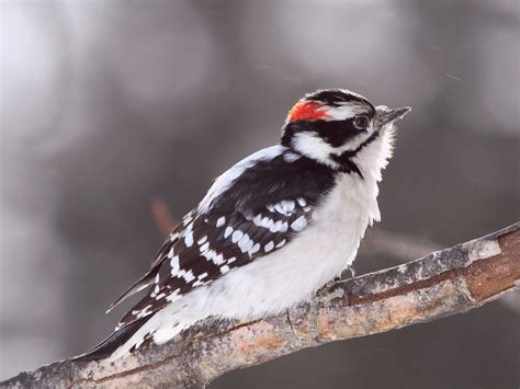 Male Downy Woodpecker Wallpaper - Free HD Downloads