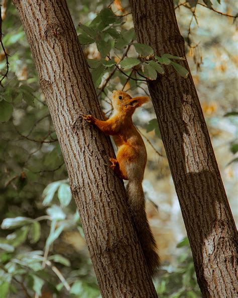 Squirrel Tree Animal Brown Hd Phone Wallpaper Peakpx