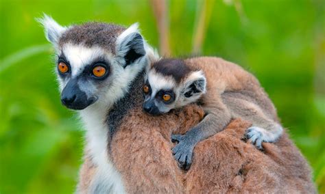 Madagascar Wildlife Tour Qantas Tours