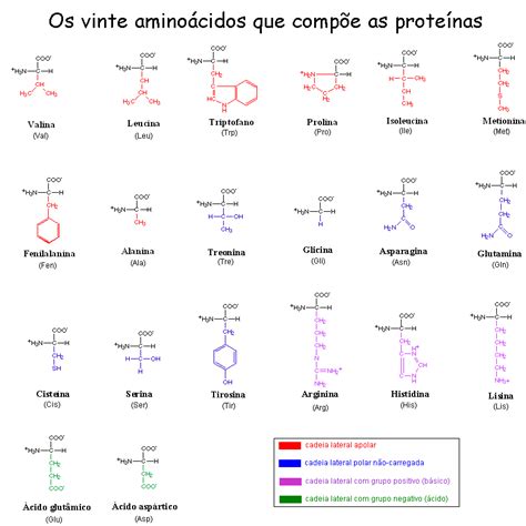 Os 20 Aminoácidos Essenciais Ao Organismo Bioquímica Infoescola