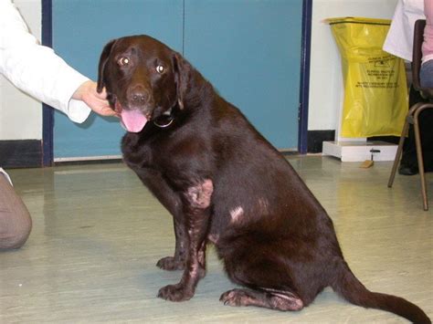 Sarna Em Cães Causas E Tratamento Caseiro Estimação