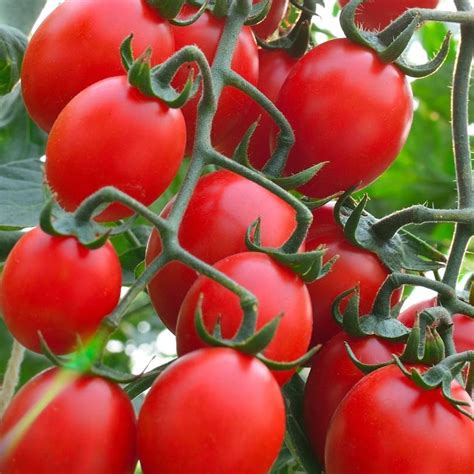 Tomato Principe Borghese 10cm Garden World Nursery