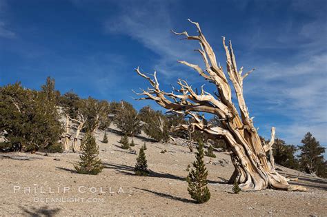 Photos Of Ancient Bristlecone Pine Trees Natural History Photography Blog