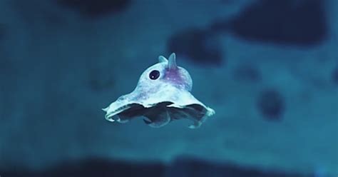 Weird Newly Discovered Sea Creatures Captured On Camera For The First