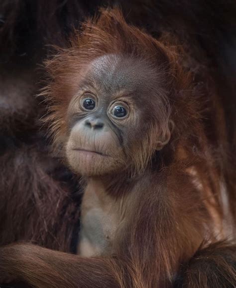 Ha You Looking At Me Sumatran Orangutan Baby Orangutan Animals And