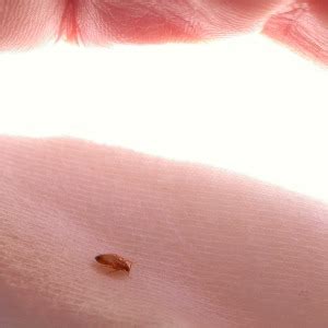 We are dedicated to helping palo alto property owners protect their property from pests such as ants, bed bugs, cockroaches, rats, and silverfish. Bed Bug on Sheet | Thrasher Termite & Pest Control