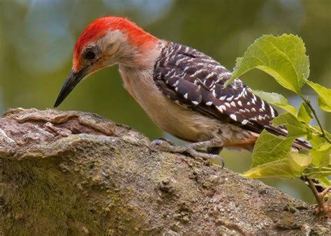 Everything You Need To Know About Woodpeckers In Indiana