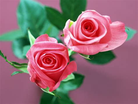 Love rose flower stock photos and images (250,377). 3D Rose Flowers Wallpapers Free Download | Photos Galleries