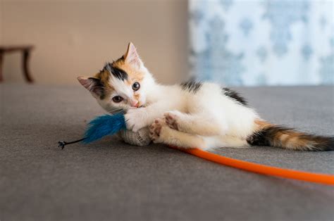 Makanan kucing persia terbaik adalah makanan yang disajikan sesuai dengan kondisi kucing tersebut. Sering Diberikan Manusia, Ternyata 8 Jenis Makanan Ini ...