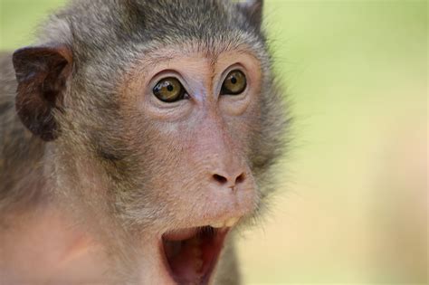 Surprised Monkey