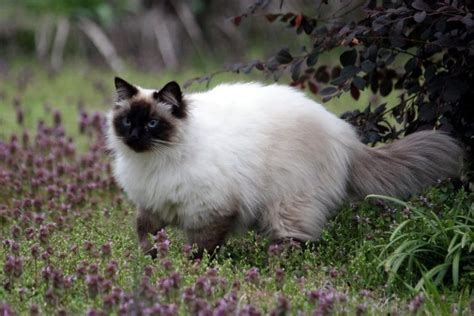 100 Balinese Cat Names Ideas For Both Your Male And Female Cats