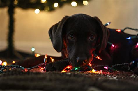 Ideas For Puppy Or Dog Christmas Picture Chocolate Lab Lights Dog