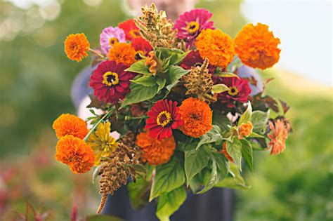 Easy Annual Flowers That Deliver Color All Summer Midwest Living
