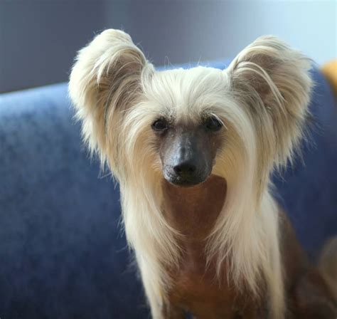 Pin By Cole S On Doggies Chinese Crested Chinese Crested Dog