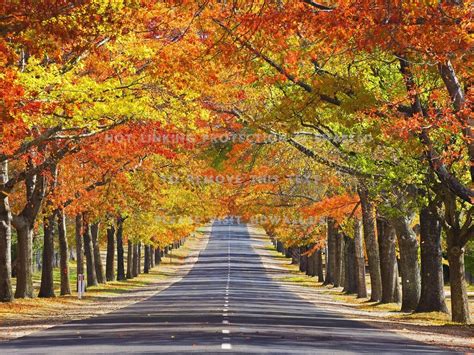 Autumn Landscapes Roads Trees Best Widescreen Background