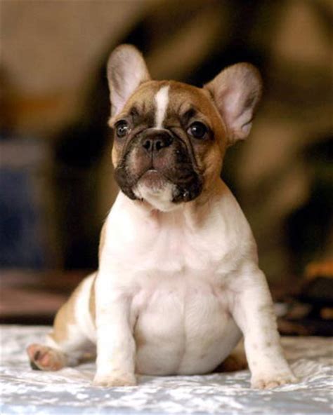 Some have special health or temperament needs, some are elderly, and a few may. Pamela Amberbull French Bulldogs Vancouver, BC