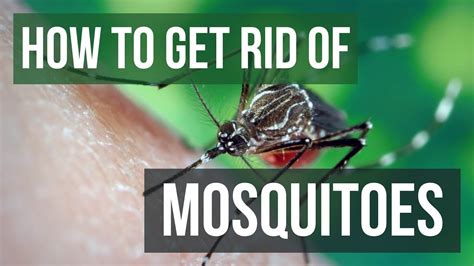 How To Get Rid Of Mosquitoes In Your Yard 4 Easy Steps Youtube