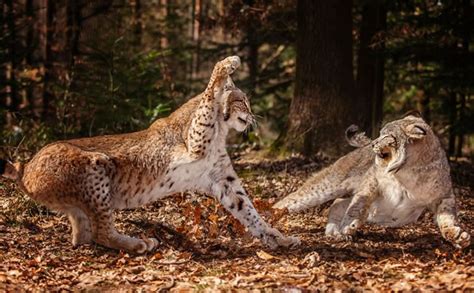 Amazing Extreme Nature Top 50 Awesome Animal Attacks Stock Photo Album