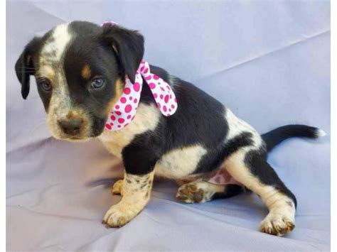 Place a free ad and find what you are looking for today! 3 puppies for adoption in Greenville, South Carolina ...