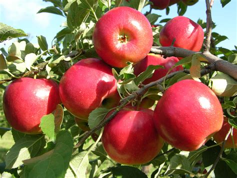 12 Popular Fruit Bearing Trees That Are Easy To Grow - The Self ...