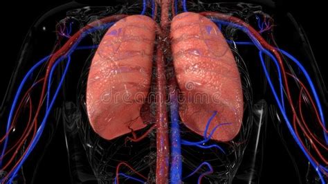 Organs Within Ribcage Heart Within Ribcage Stock Photo Royalty Free