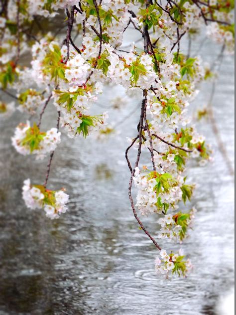 a rainy day canal sakura cherry blossoms merveilleux
