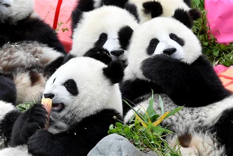 No Fresh Bamboo Giant Pandas Return To China From Canada Cgtn
