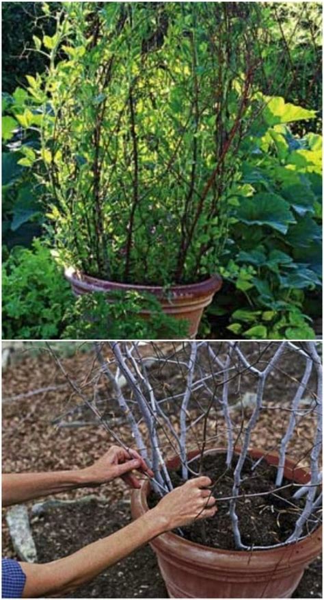 The time spent in planning, designing, and preparing will be repaid many times over once you're admiring your beautiful blooms. 20 Easy DIY Trellis Ideas To Add Charm and Functionality ...