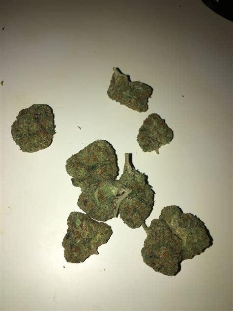 GUSHERS – STRAIN REVIEW | Real. Functional.
