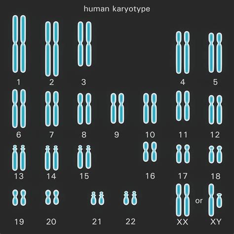 Chromosom 16 Störungen - Duplikationen und Deletionen