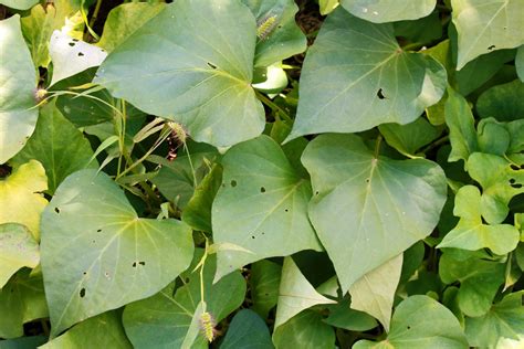 Sweet Potato Growing And Harvest Information