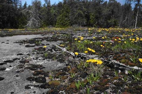 Recovery Strategy For The Lakeside Daisy In Canada Species At Risk