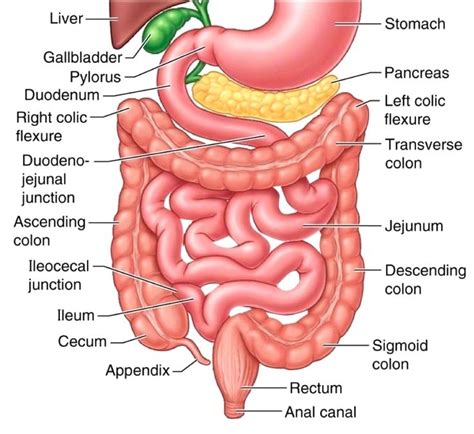 The small intestine is much smaller in diameter, but is much longer and more massive than the large intestine. The Small Intestine - Part 4 of the 5 Phases of Digestion