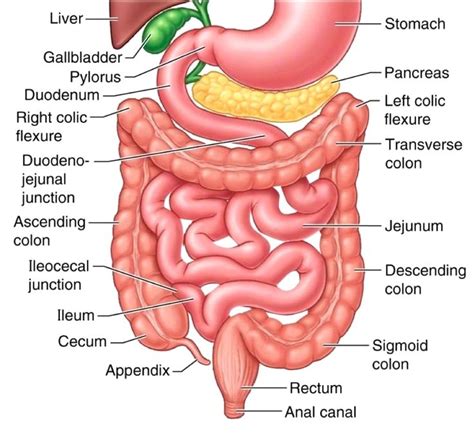 The large intestine, also known as the large bowel, is the last part of the gastrointestinal tract and of the digestive system in vertebrates. The Small Intestine - Part 4 of the 5 Phases of Digestion