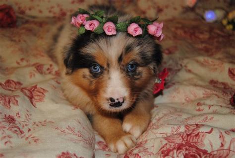 Shamrock Rose Aussies ﻿﻿﻿ Welcome To Shamrock Rose Aussies We Dont Have Any Puppies At