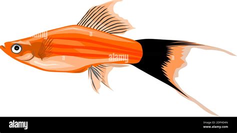 Vector Of A Lyretail Swordtail Fish Stock Vector Image And Art Alamy