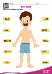 Our free body parts worksheets are great additional resources for you, perfect for revision. Science Body Parts worksheets pre-k