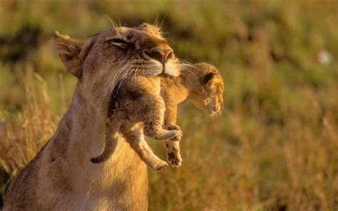 百獣の王！ライオン親子の色々な姿の高画質な画像まとめ 写真まとめサイト pictas