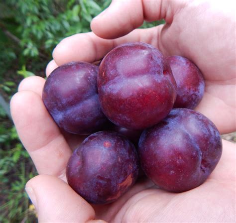 Big Sweet Cultivated Plums Harvested Off A Chickasaw Plum Graft The