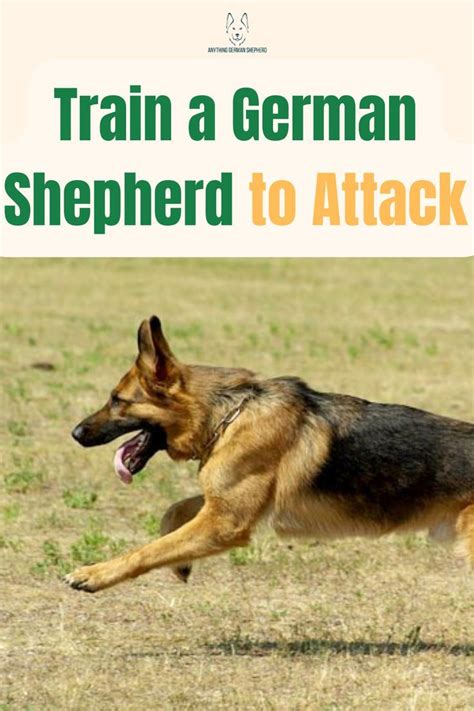 How To Train A German Shepherd To Attack Learn The Basics Of
