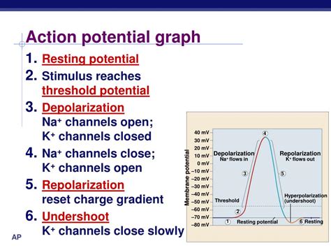 Check spelling or type a new query. PPT - Nervous System: The Neuron and the Transmission of a ...