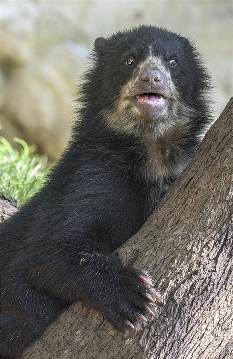 Andean Speckled Bear Cub Portrait Photograph By William Bitman Fine
