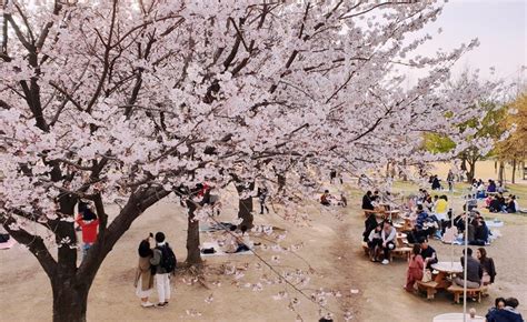 Top 29 Places For Cherry And Spring Blossoms In Seoul 2023 Koreatodo