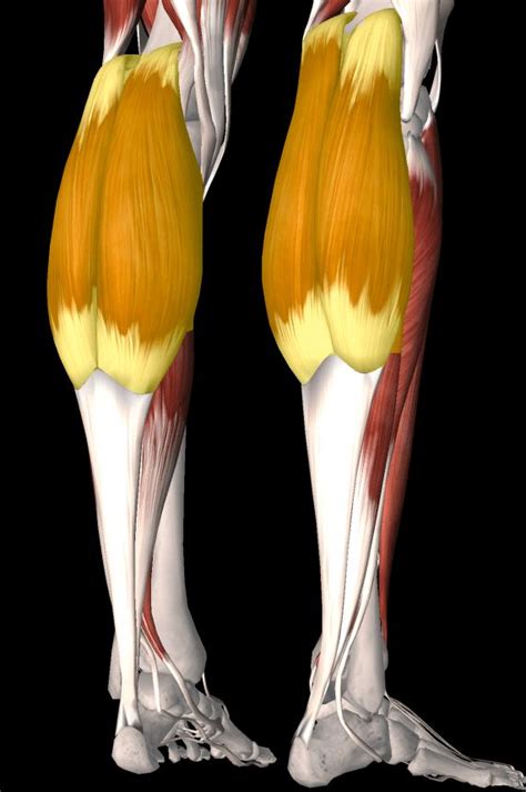 The Gastrocnemius Muscle Gastrocnemius Muscle Muscle Calf Cramps